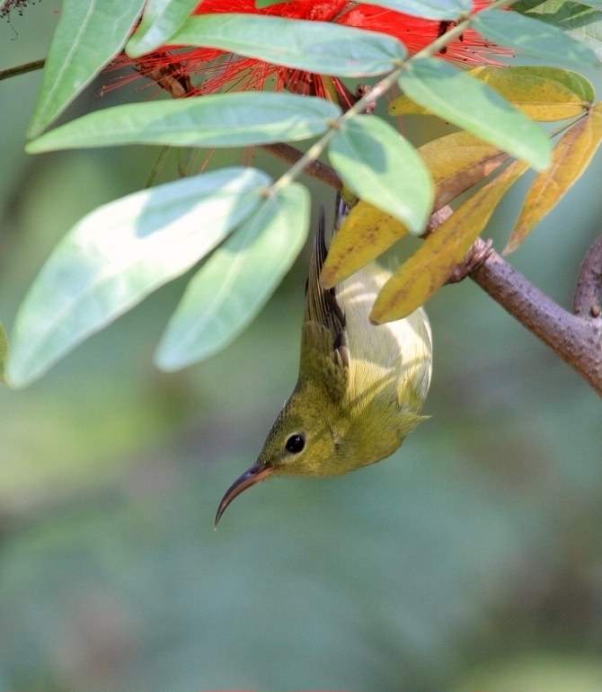  p>叉尾太阳鸟(学名: i>aethopyga latouchii /i>),别称燕尾太阳鸟,是