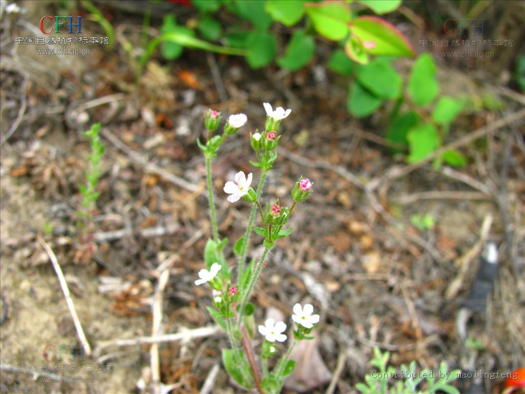  p>直立点地梅,属 a target="_blank" href="/item/报春花科/3427454"