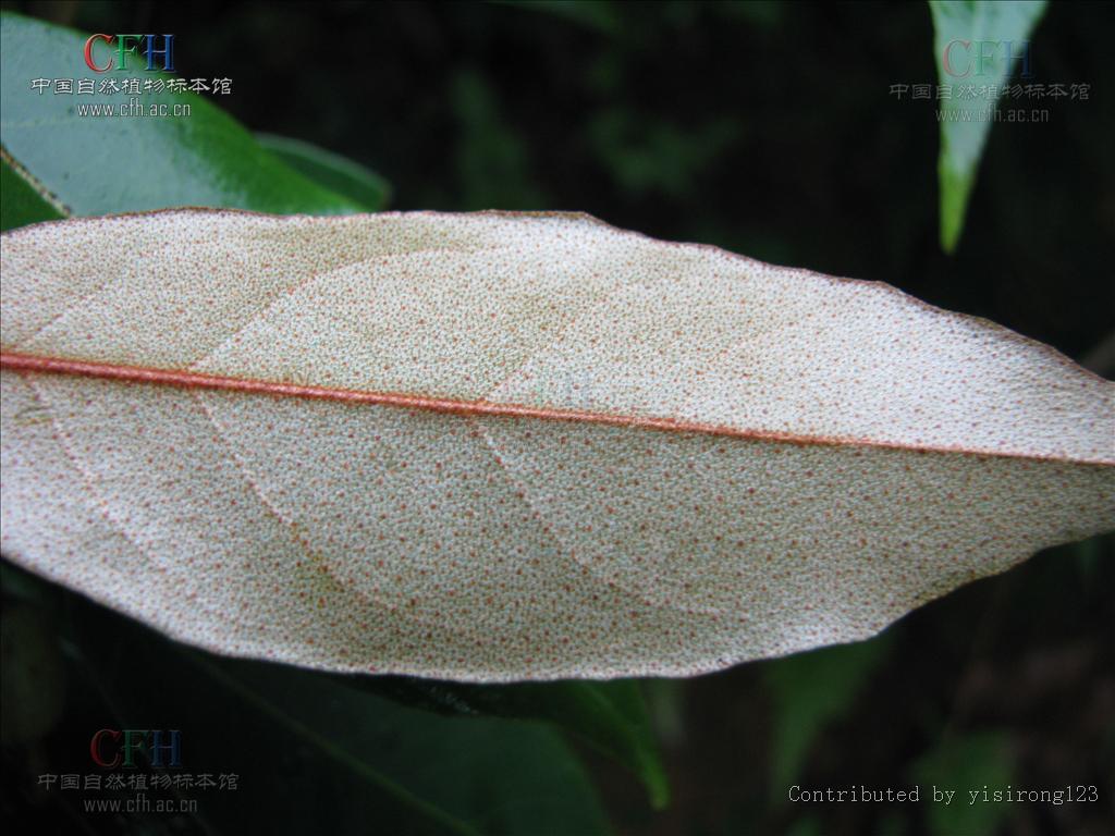  p>巴东胡颓子,别名: a target="_blank" href="/item/铜色叶胡颓子