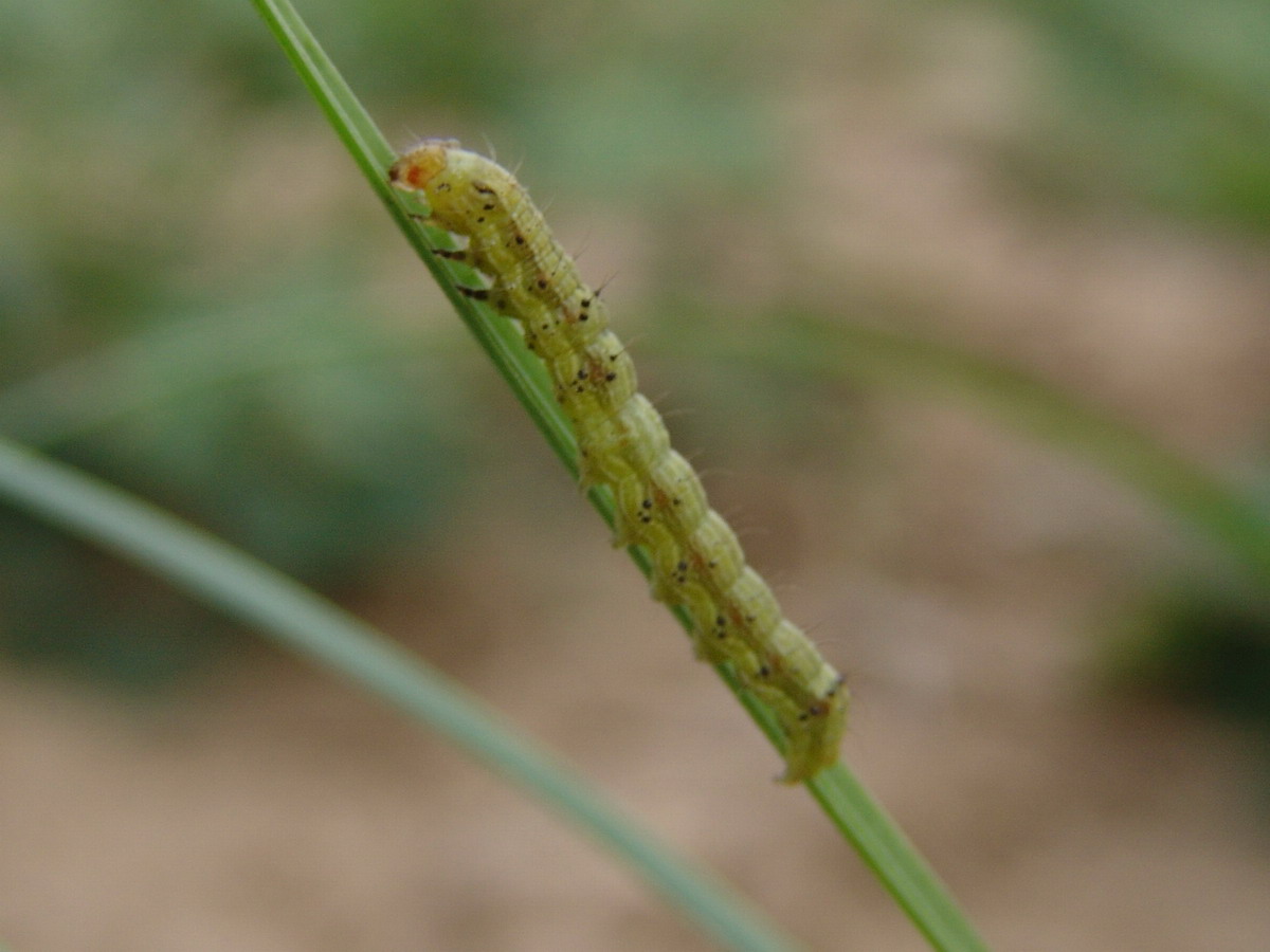  p>棉铃虫, i>helicoverpa armigera  /i>(hübner), a href="#" data