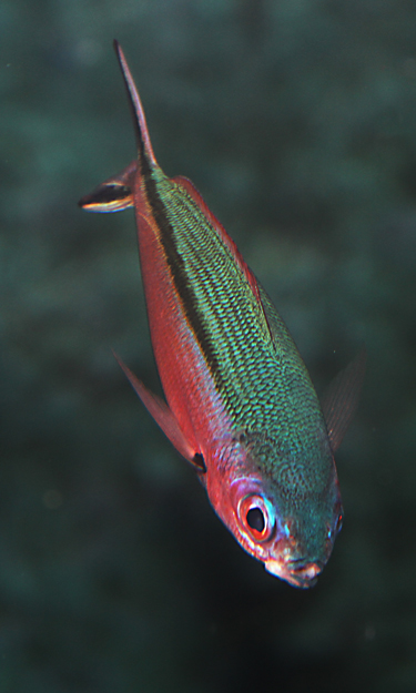  p>黑带鳞鳍梅鲷,学名: i>pterocaesio tile  /i>(g.