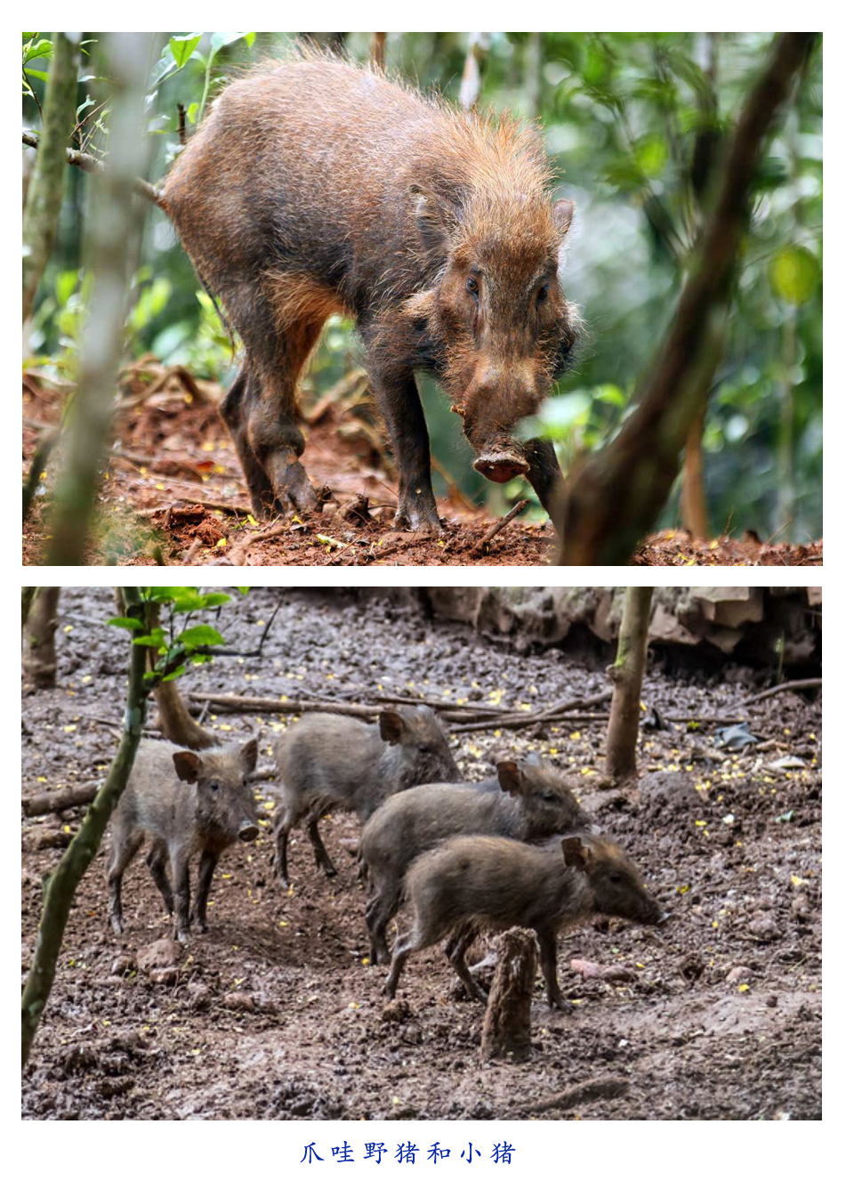  p>爪哇野猪(学名: i>sus verrucosus /i>):是 a data-lemmaid="