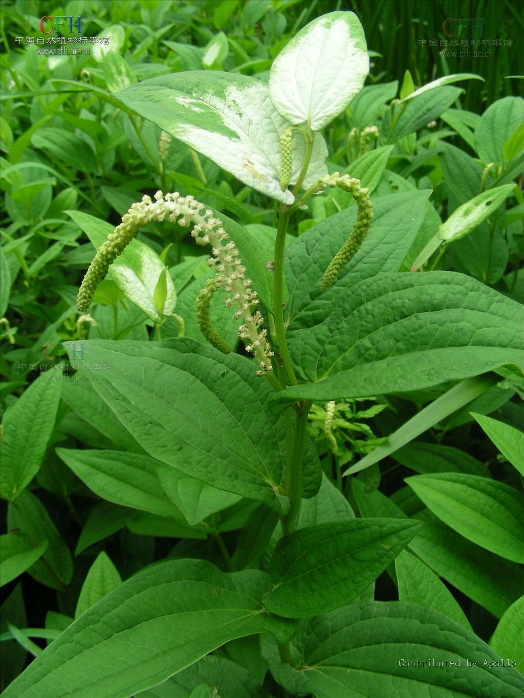  p>三白草属,是 a href="#" data-lemmaid="229183">双子叶植物纲 /a>