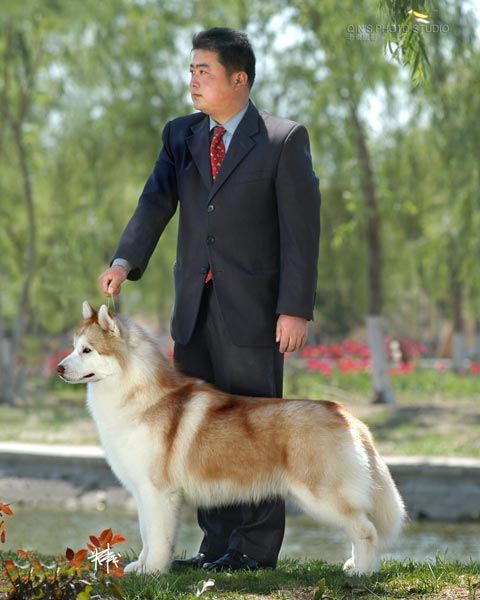  p>阿拉斯加雪橇犬也叫 a href="#" data-lemmaid="8206086">阿拉斯加