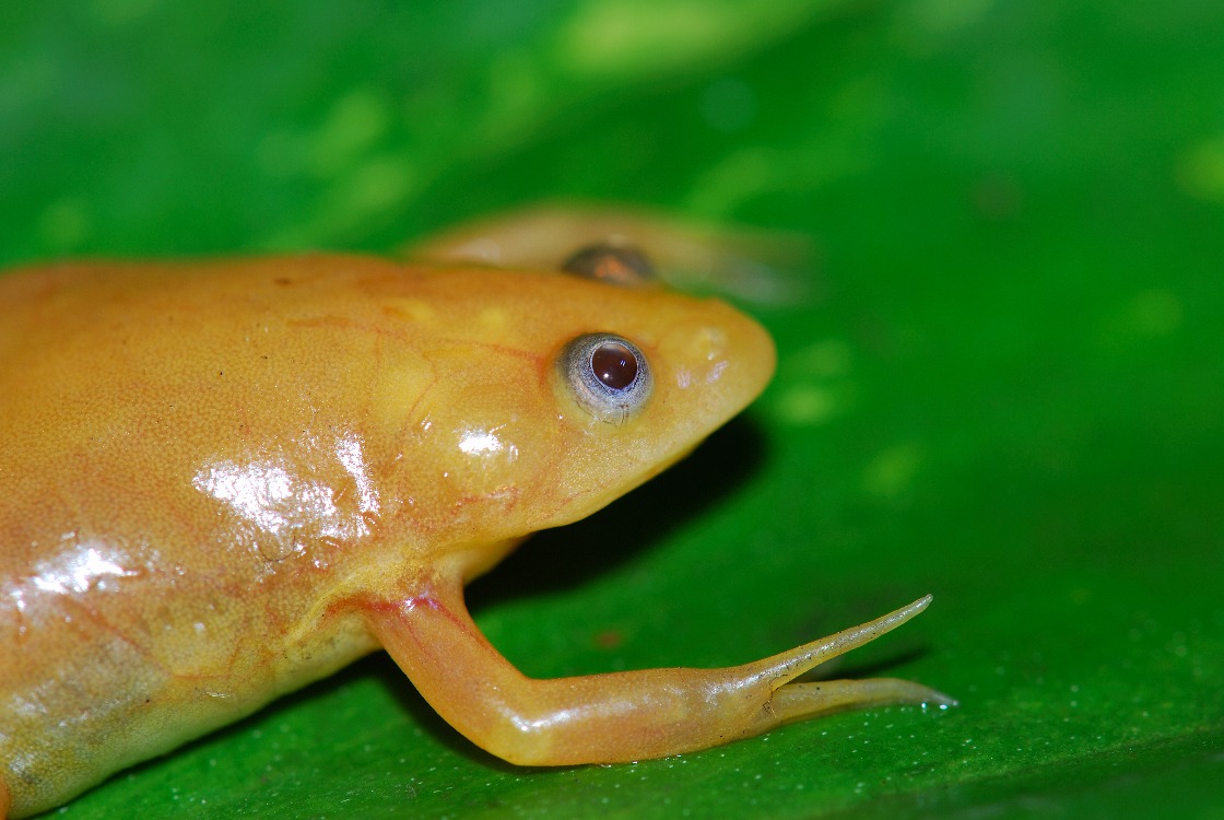  p data-id="gnvjm84ivy">"金蛙"即白化非洲爪蟾,隶属于 a target="