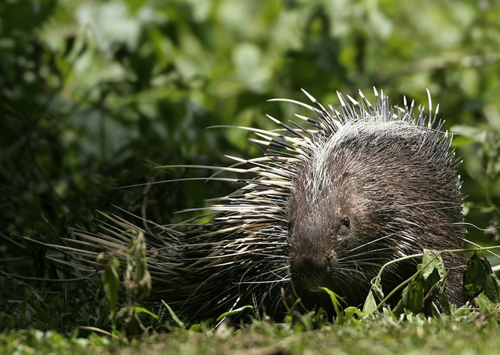 common short-tailed porcupine