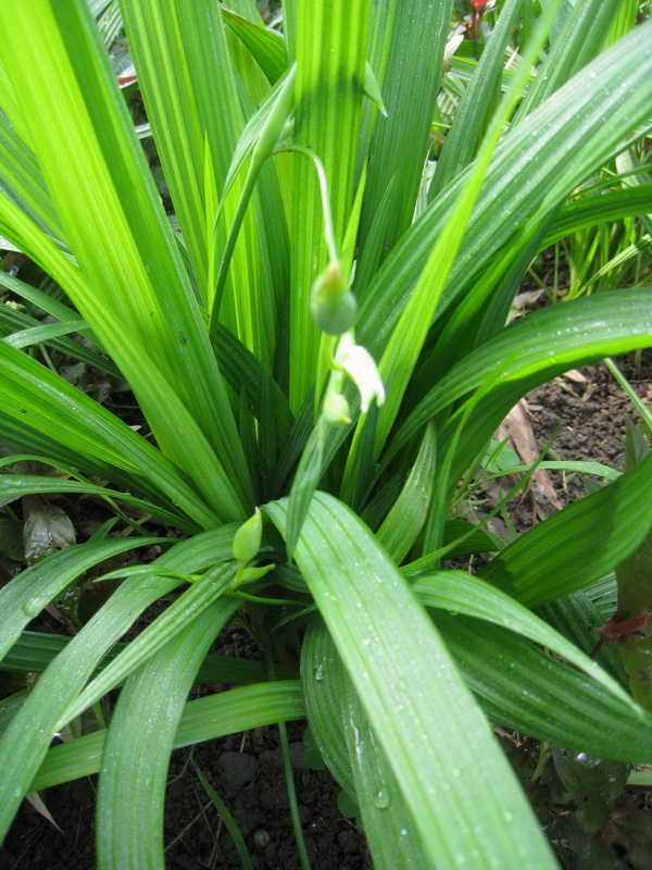  /i>)是鸢尾科,红葱属植物多年生 a target="_blank" href="/item