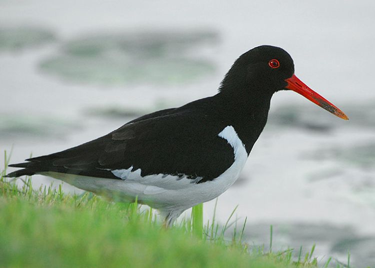 中型 a href="#" data-lemmaid="26822">涉禽 /a>,体羽以纯黑色或黑