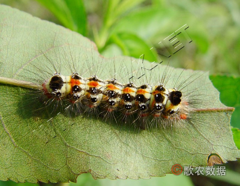  p>桑毛虫是一种食害桑叶的重要害虫,学名为 i>porthesia xanthocampa