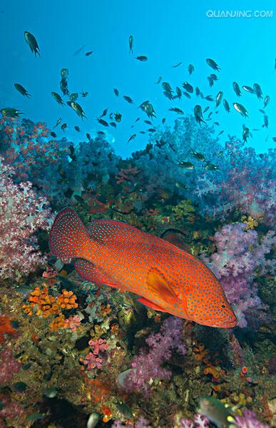 宝石石斑鱼