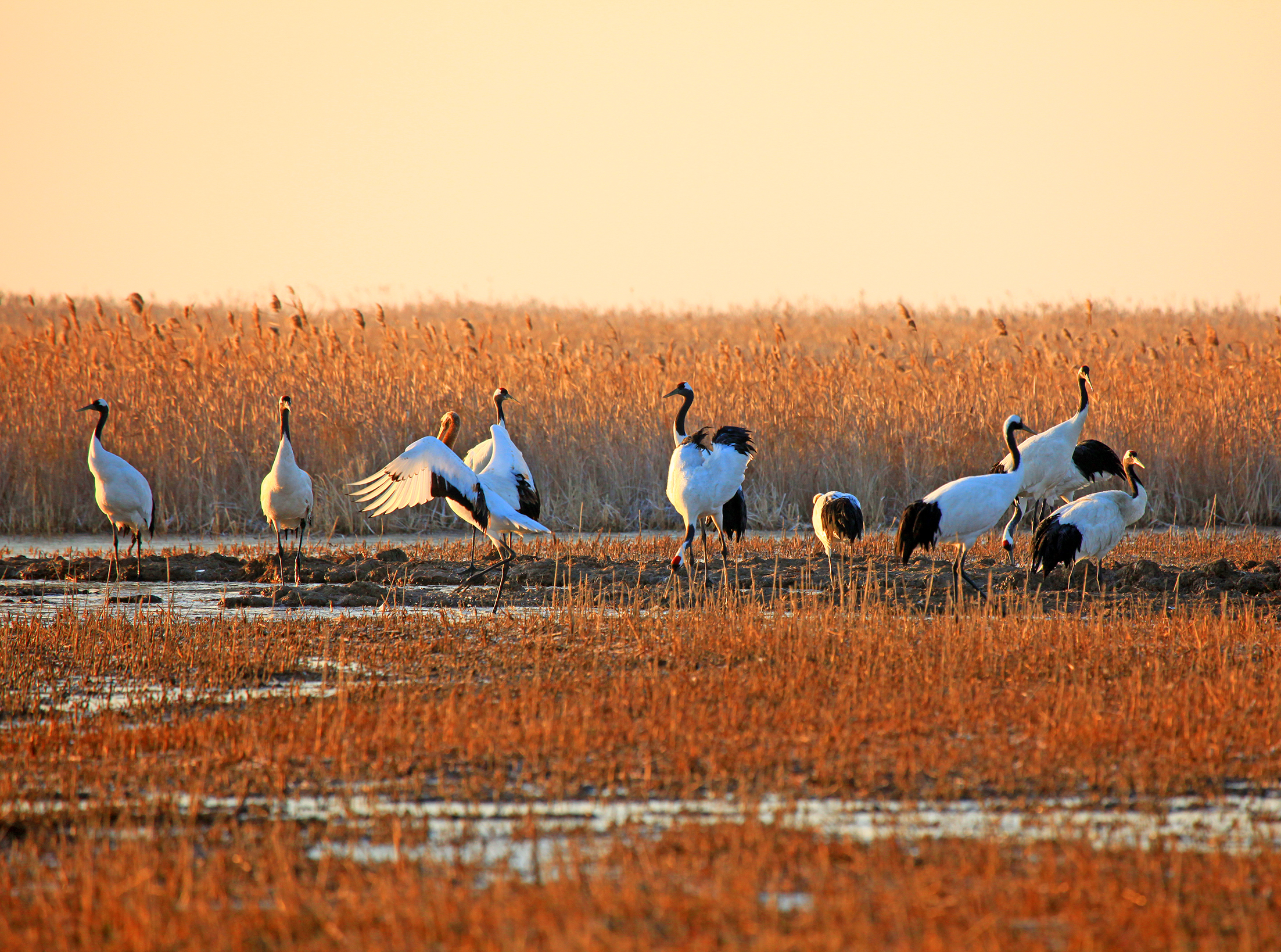 黄(渤)海候鸟栖息地(第一期)