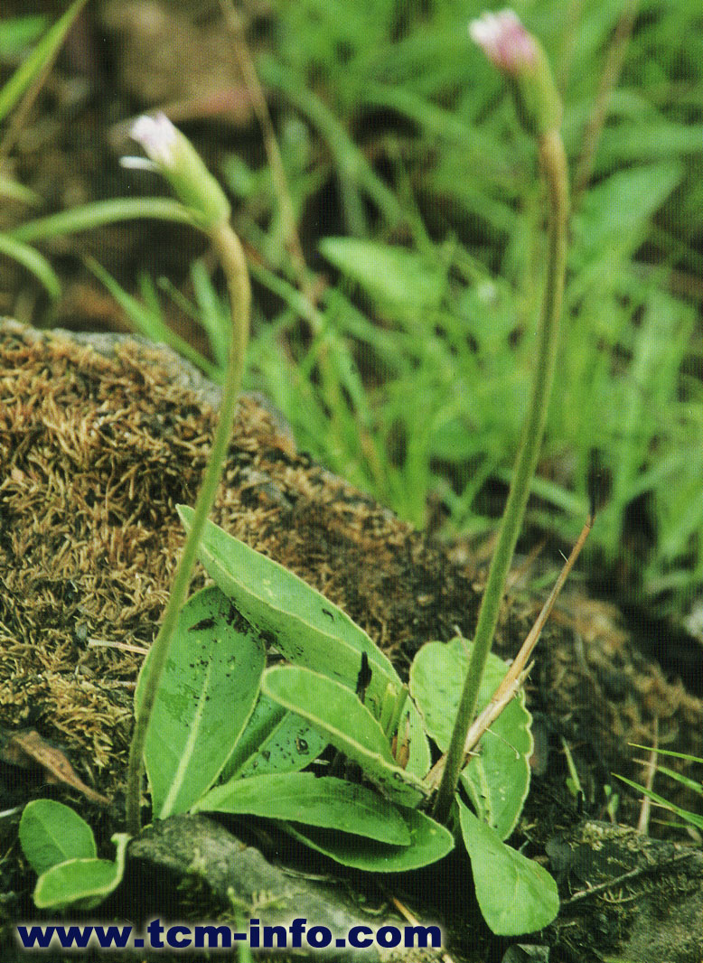  p>蒙自大丁草(学名: i>gerbera henryi /i>)是菊科 a target="_blank