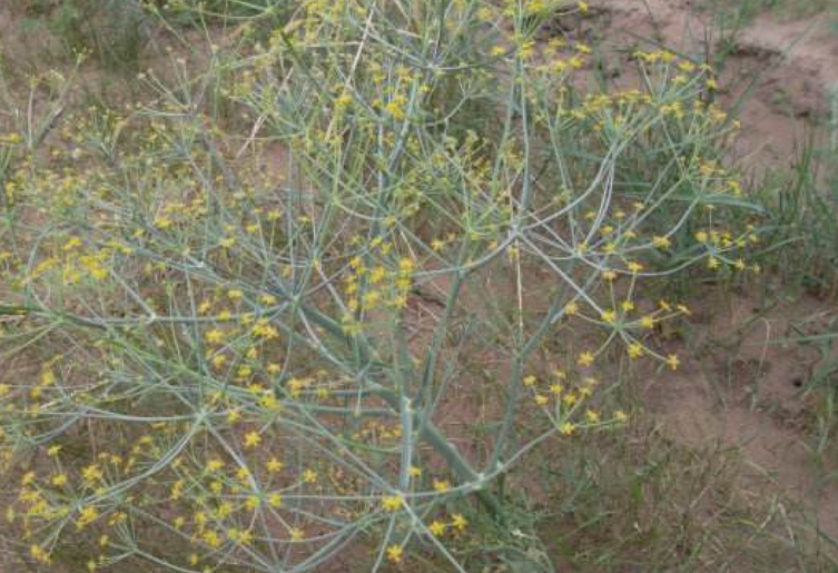 ferula bungeana kitagawa