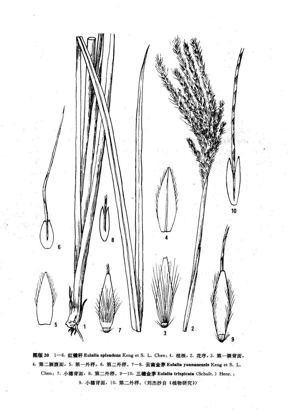  a href="#">禾本科 /a>, a href="#" data-lemmaid="2519161">黄金茅