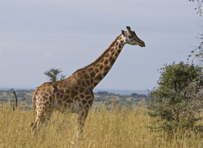 giraffa camelopardalis rothschildi