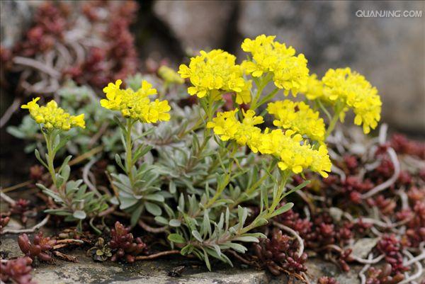  p>庭荠(学名: i>alyssum desertorum /i> stapf.