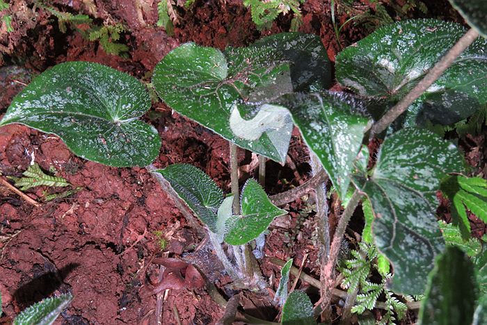  p> a href="#" data-lemmaid="5099935">地花细辛 /a>,别名:大块瓦