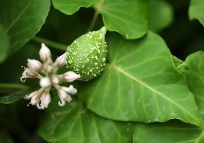 《诗经》中的芄兰，原来是我们乡下一种喂猪的野菜_百科TA说