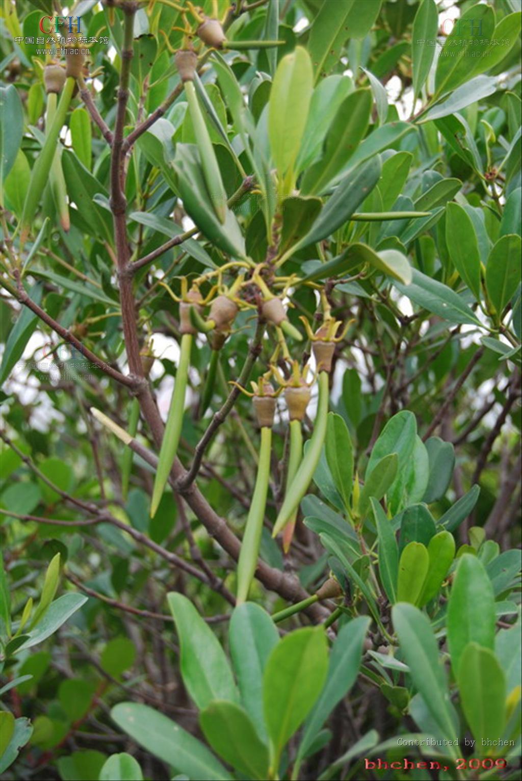  p data-id="tzpnttzq1x7r">秋茄树是红树科秋茄树属的灌木或小乔木.