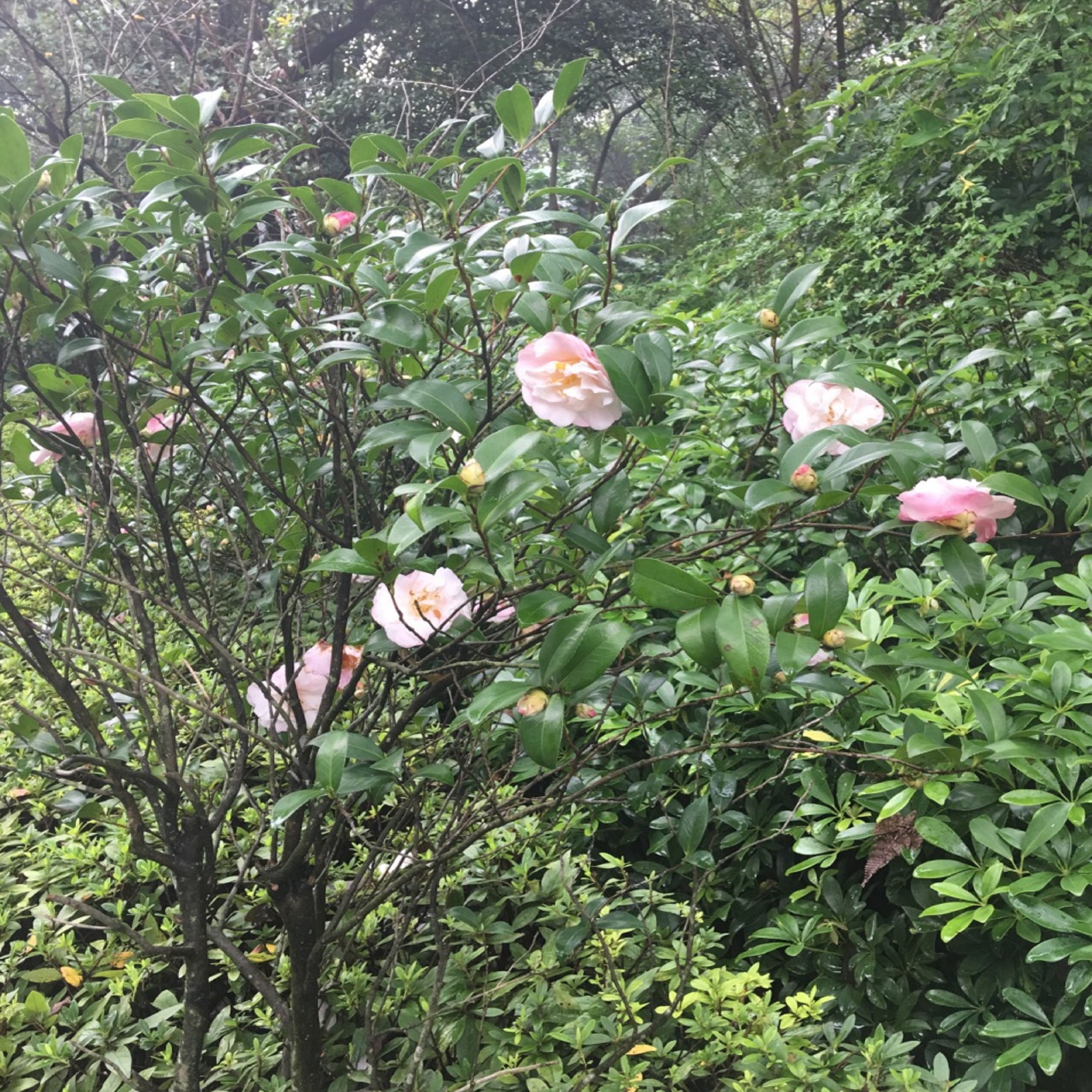 桂林市黑山植物园