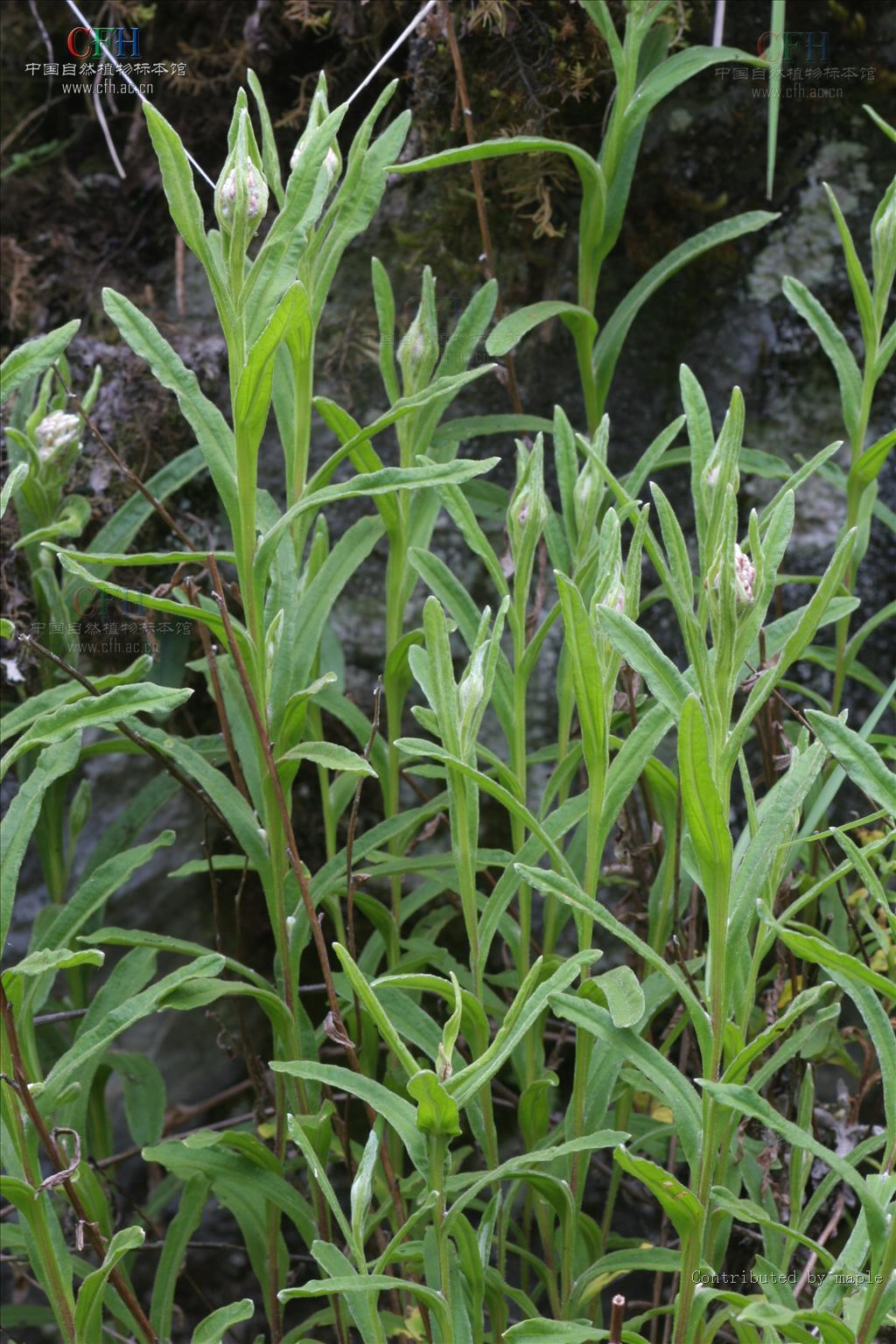  p>雅致香青为 a target="_blank" href="/item/香青属">香青属 /a>