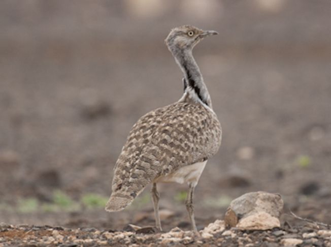  p>翎颌鸨(学名:chlamydotis undulata)体型较 a target="_blank"