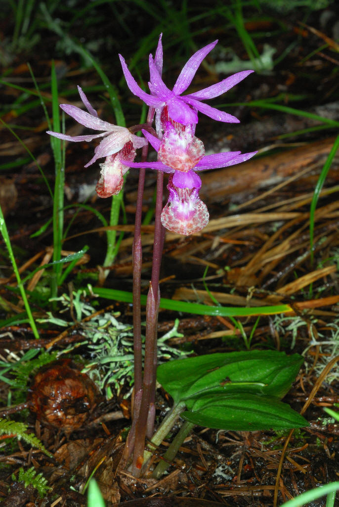  p>匙唇兰属(学名:schoenorchis bl.