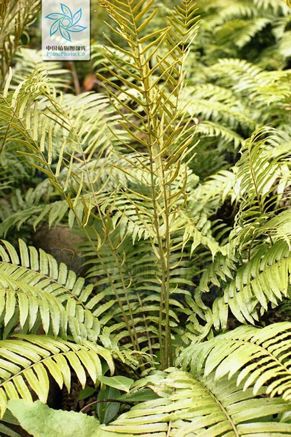 plagiogyria adnata (bl.) bedd.