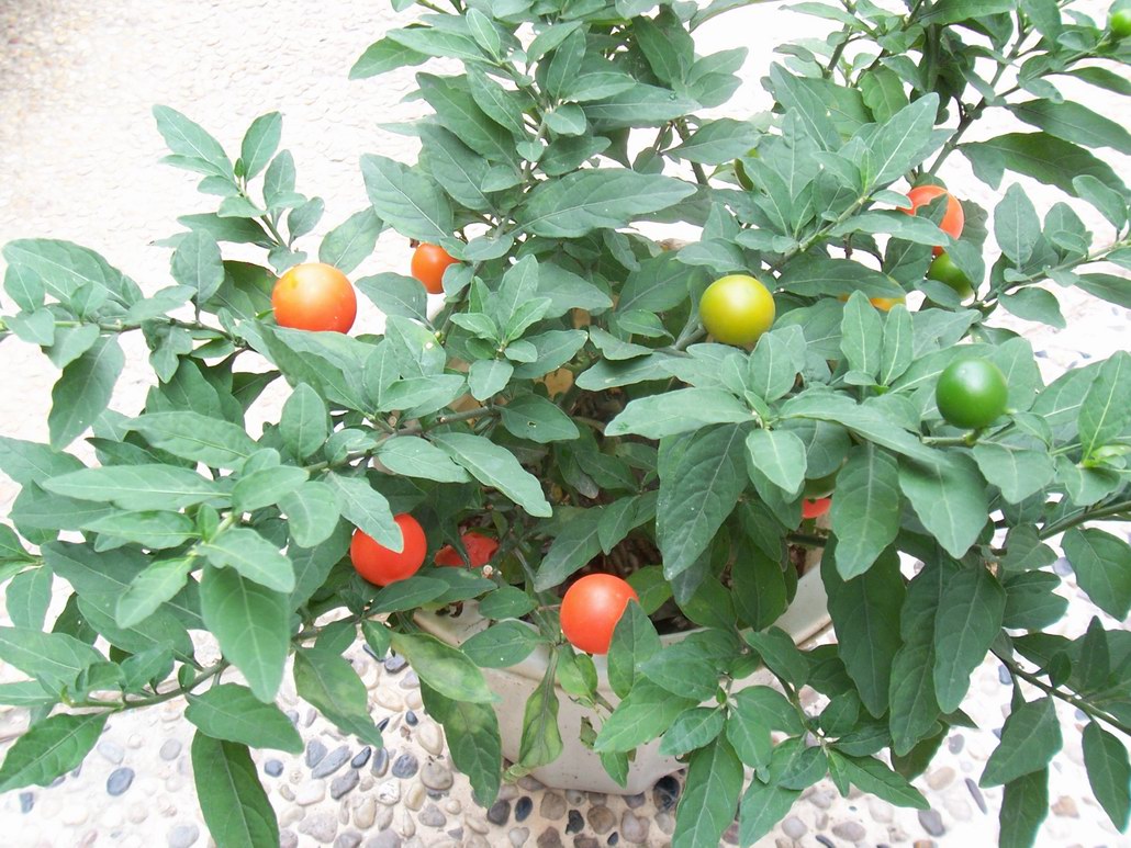  p>四季果属木本植物, a target="_blank" href="/item/常绿/1338021"