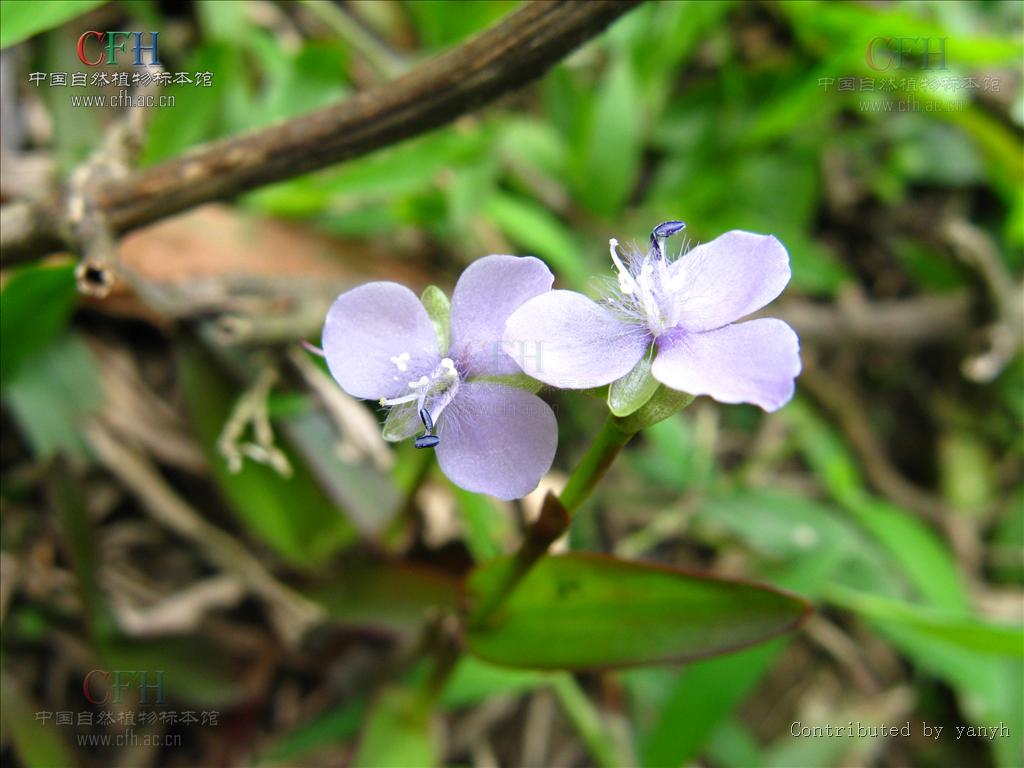  p>水竹叶属(学名:murdannia),物种为多年生(少一年生)草本,约50种