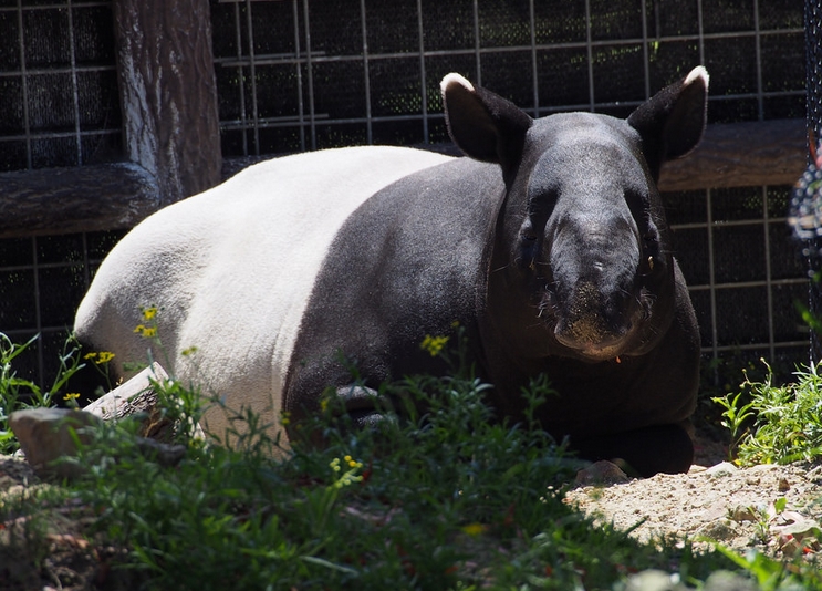  p>亚洲貘(学名: i>tapirus indicus /i>):亦称 a href="#" data