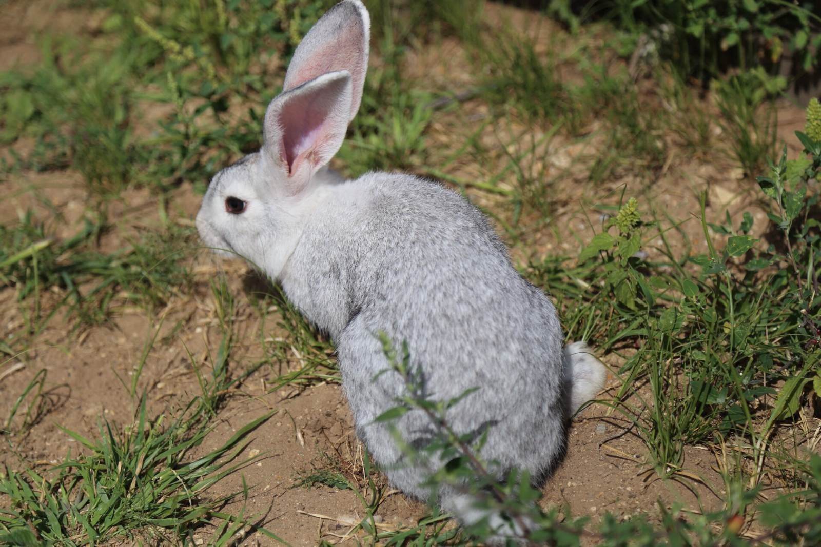  p>非洲草原野兔是哺乳纲兔科动物.