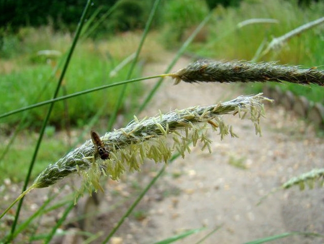  p>大看麦娘(学名: i>alopecurus pratensis /i> linn.