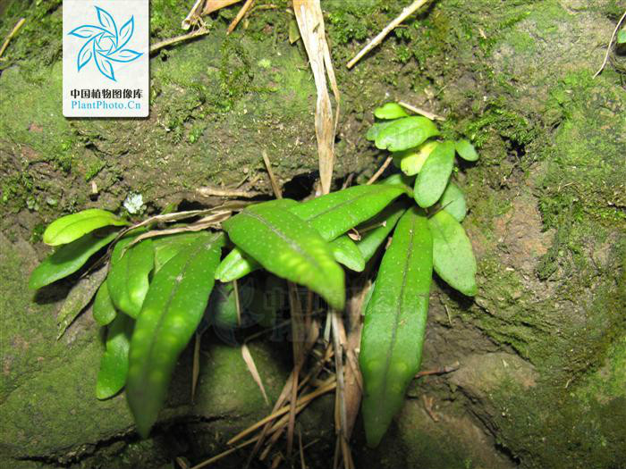 lepisorus paohuashanensis