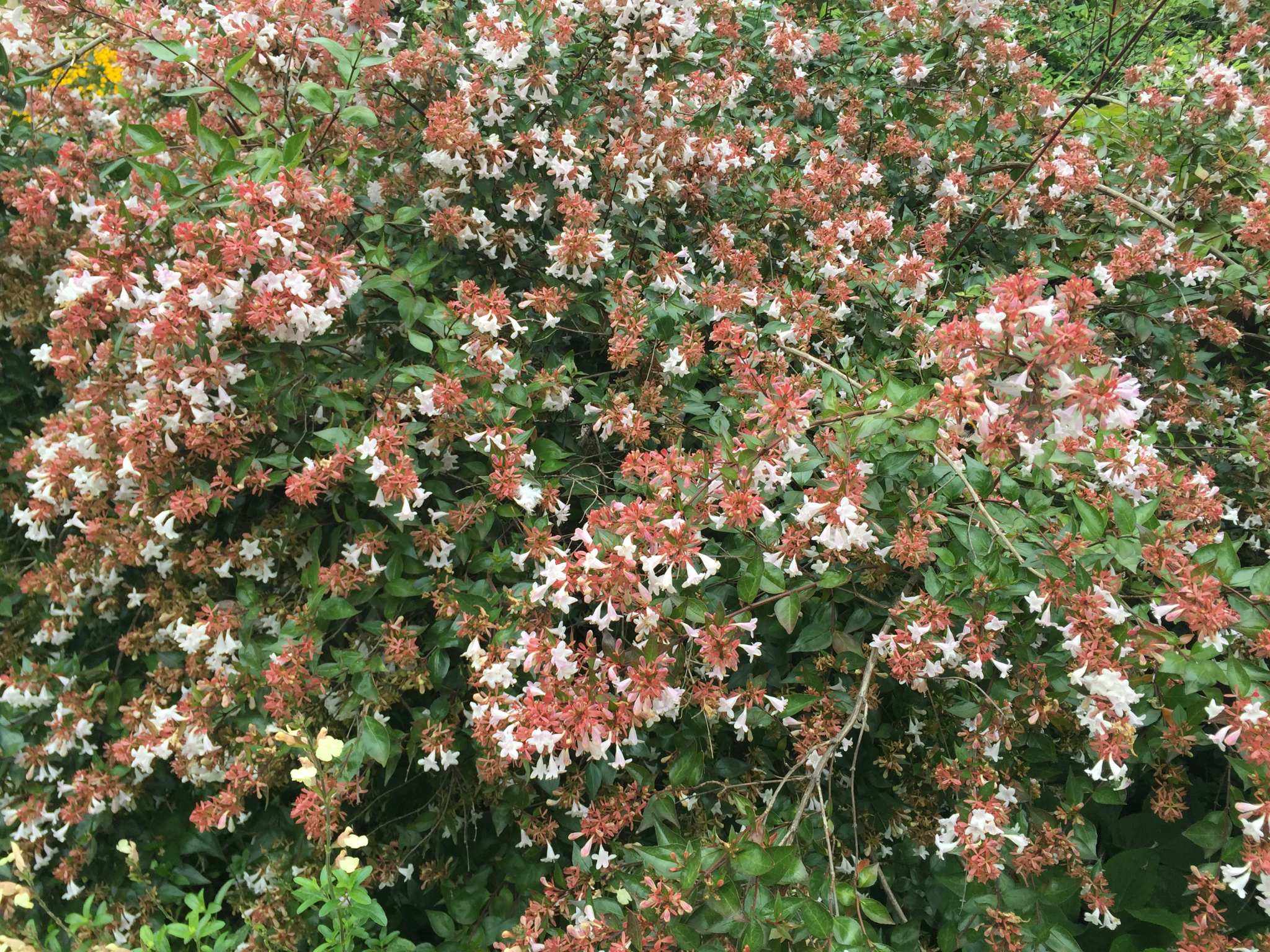  p>大花六道木(学名: i>abelia × grandiflora /i>(andre)rehd)是