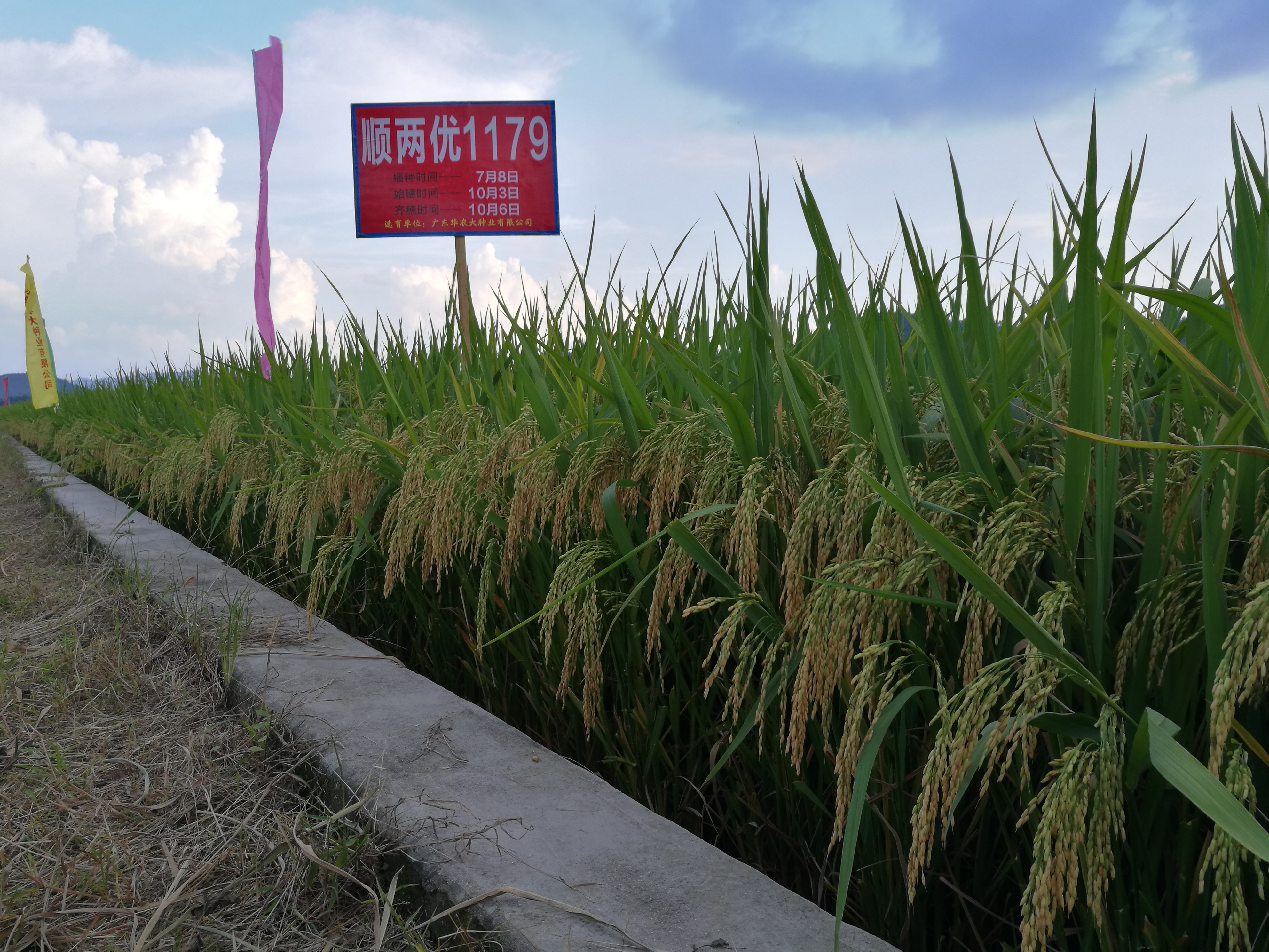 顺两优1179,籼型两系杂交水稻,<a target="