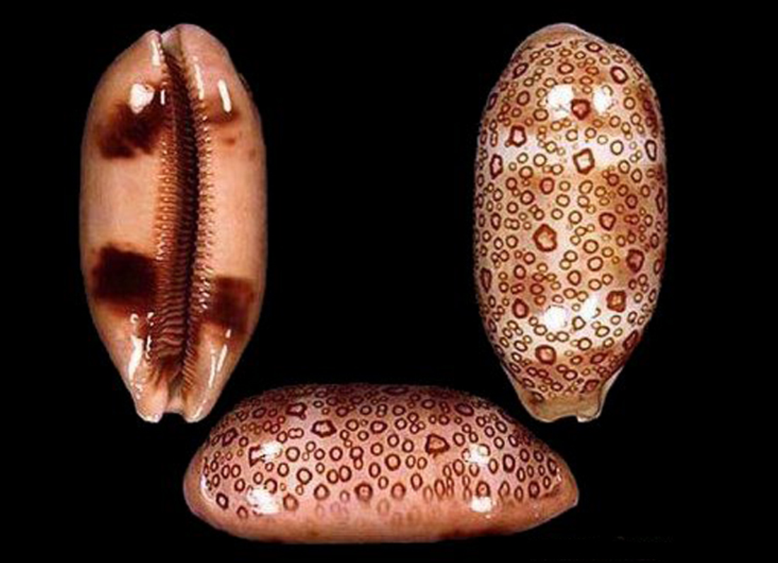  p>百眼宝螺(学名: i>talparia argus /i>):是腹足钢宝螺科的 a