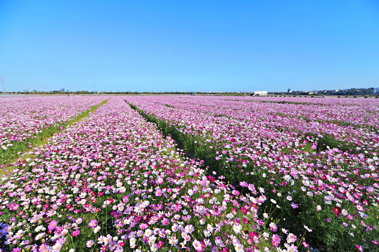  p>凤凰花海位于海南省三亚市海棠区落根田洋的"海棠湾·新田园城"