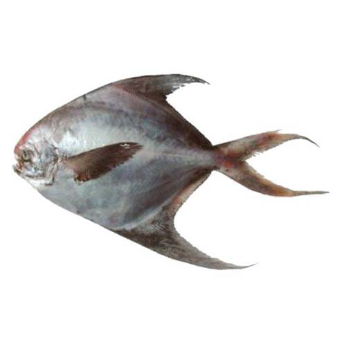 id="8074290">学名 /a>:pampus nozawae)为 a href="#">鲳科 /a> a