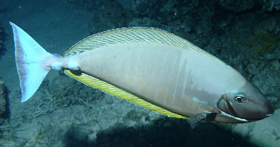 p>刺尾鱼科(学名:acanthuridae)是鲈形目所属一科鱼类总称,其科名  