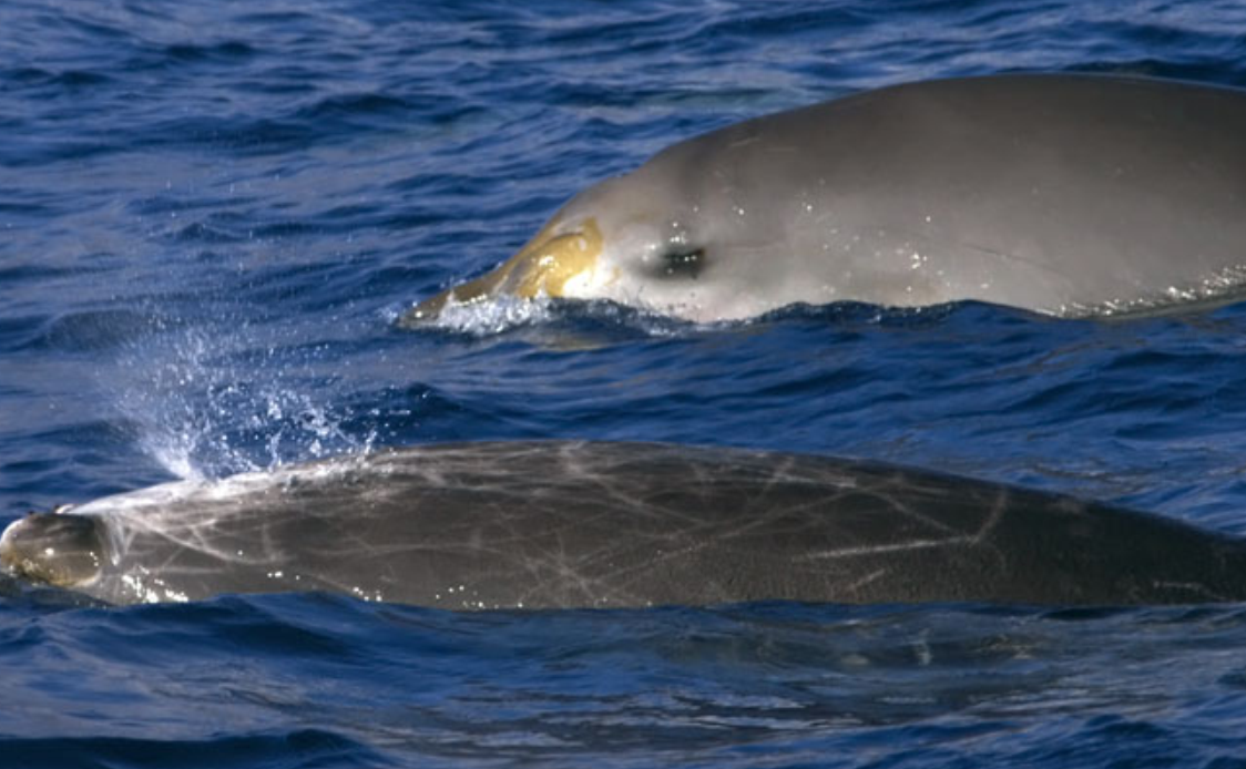  p>剑吻鲸 喜栖息于 a target="_blank" href="/item/深海区/2019915"