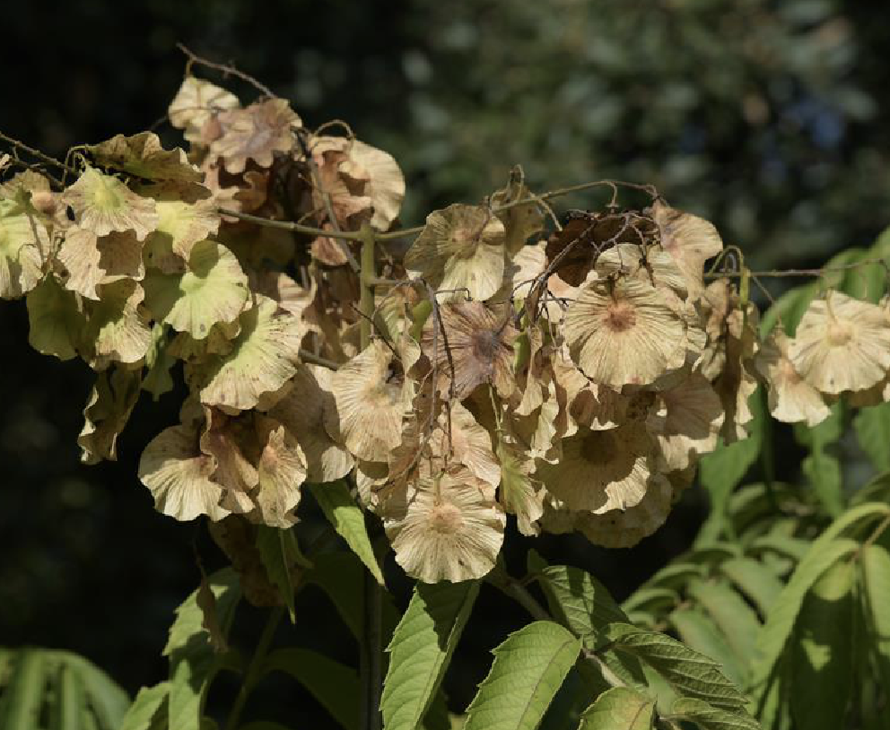 金钱槭(学名: i>dipteronia dyerana /i> henry)是槭树科金钱槭属植物