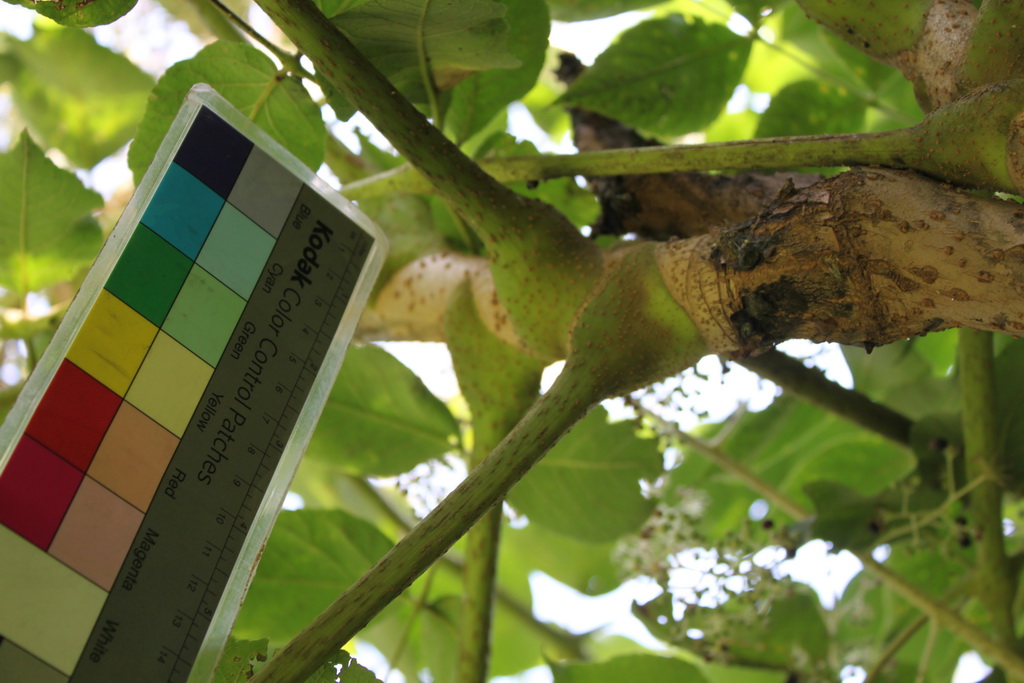 aralia elata (miq.) seem.