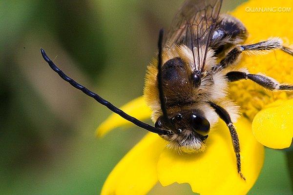 ">膜翅目 /a>, a target="_blank" href="/item/蜜蜂科/526238" data