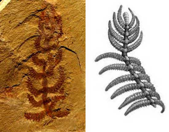  p>仙人掌滇氏虫是一种 a target="_blank" href="/item/叶足动物