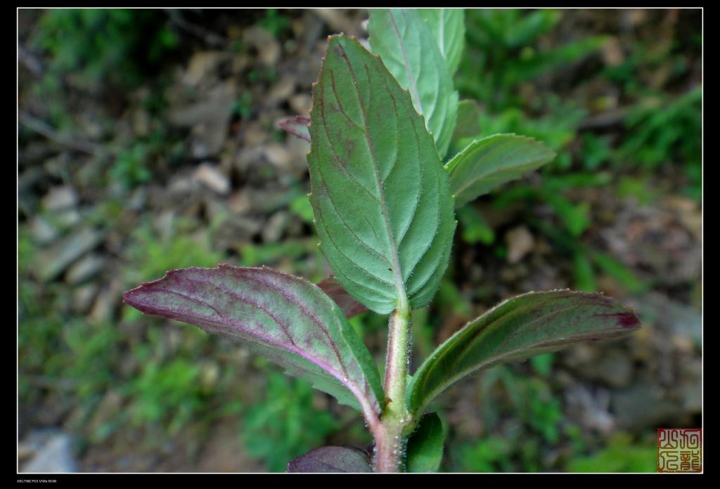  p> a href="#" data-lemmaid="5631238">长籽柳叶菜 /a>,拉丁文名