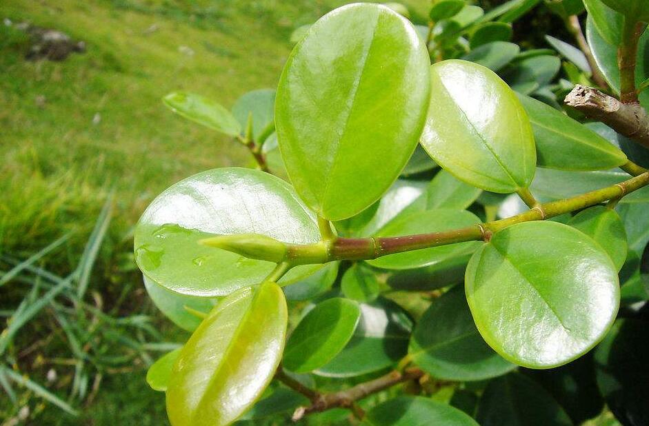  /p> p>图片取自中国植物