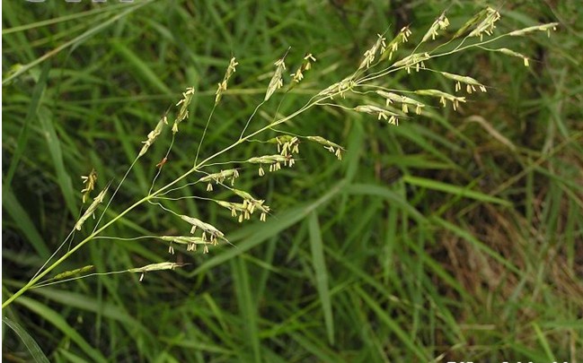  p>台南大油芒是多年生 a href="#">草本 /a>植物,具发达根状茎.