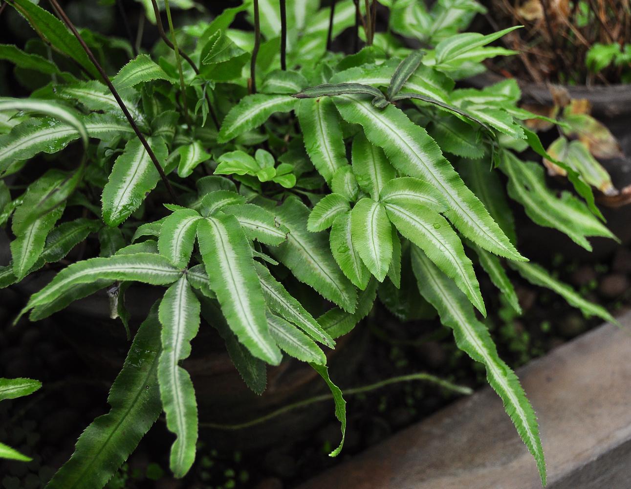 是凤尾蕨科,凤尾蕨属 a target="_blank" href="/item/蕨类/763802""