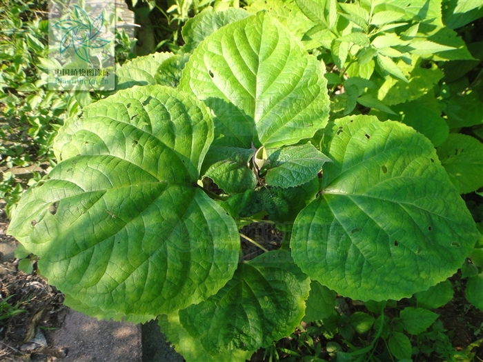  p data-id="tzamtllimhqb">臭茉莉唇是形科大青属 a target="_blank"